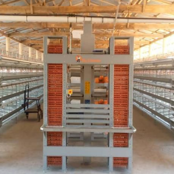 Nouvelle Installation Avicole en Guinée Conakry