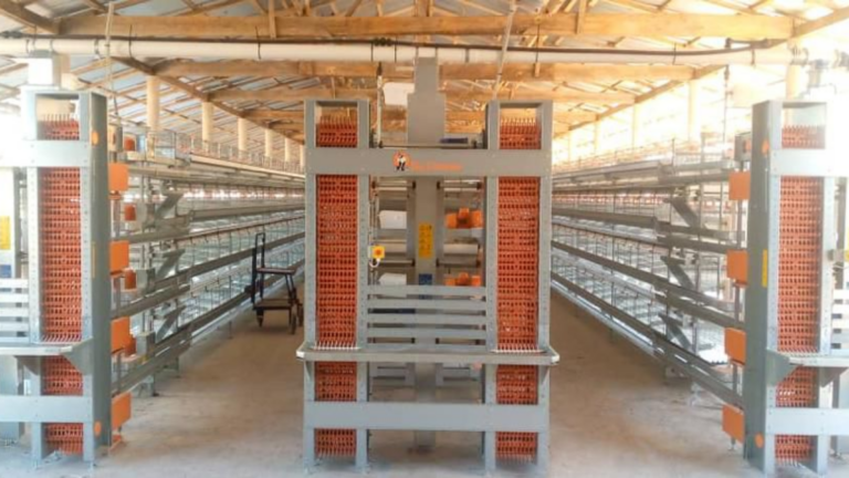 New Poultry Facility in Guinea Conakry