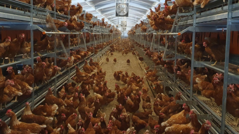 Modernization of a Breeding Building on Reunion Island