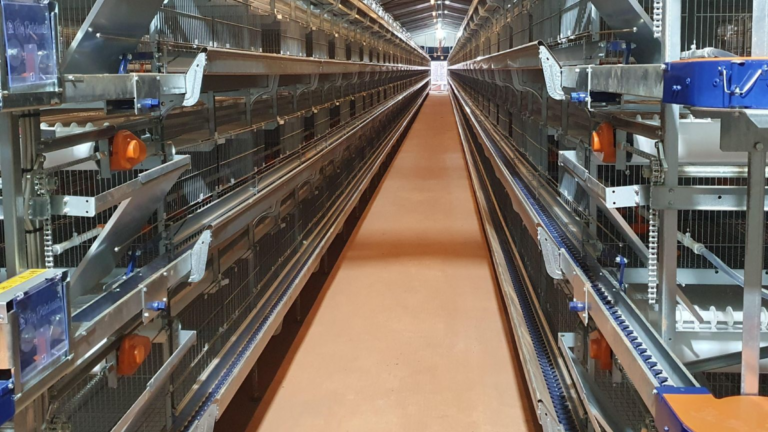 A New Chapter for Malian Poultry Farming