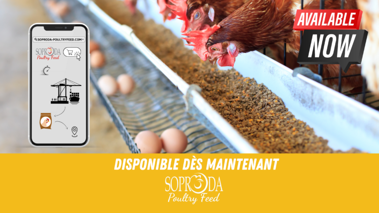 Découvrez le Nouveau Site Web Soproda Poultry Feed