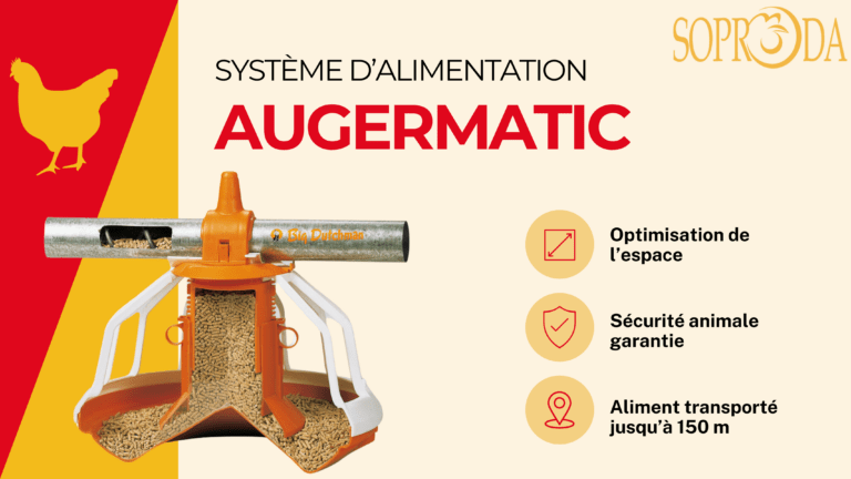 AugerMatic et BigPan330 : Le Duo Incontournable pour l’Alimentation de Vos Volailles