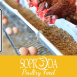 Discover the New Soproda Poultry Feed Website