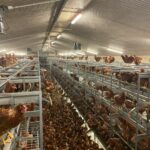 Meeting Modern Poultry Challenges in Reunion Island: Soproda Equips a Facility for 15,744 Laying Hens