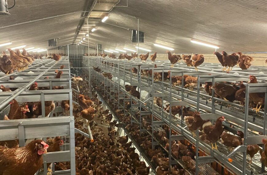 Modernisation de l’aviculture à La Réunion : Soproda…