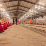 Togolese poultry farming : a recently equipped broiler breeding facility