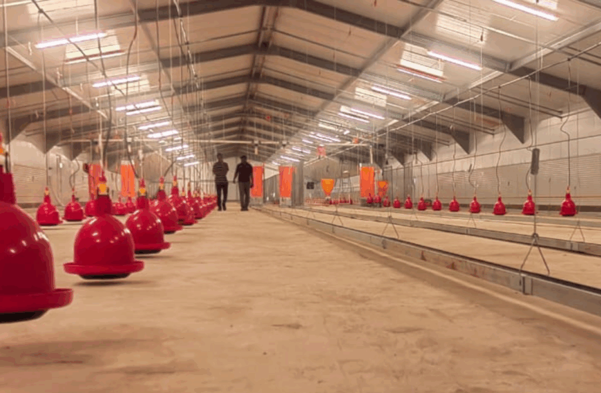 Togolese poultry farming : a recently equipped broiler…