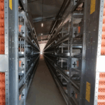 A new step towards modern poultry farming: installation of equipment for 30,000 laying hens in Senegal
