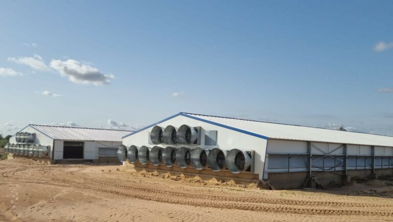 Modern solutions tailored to West African broiler breeders